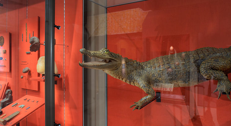 fibre optic light bars illuminating exhibits in display case